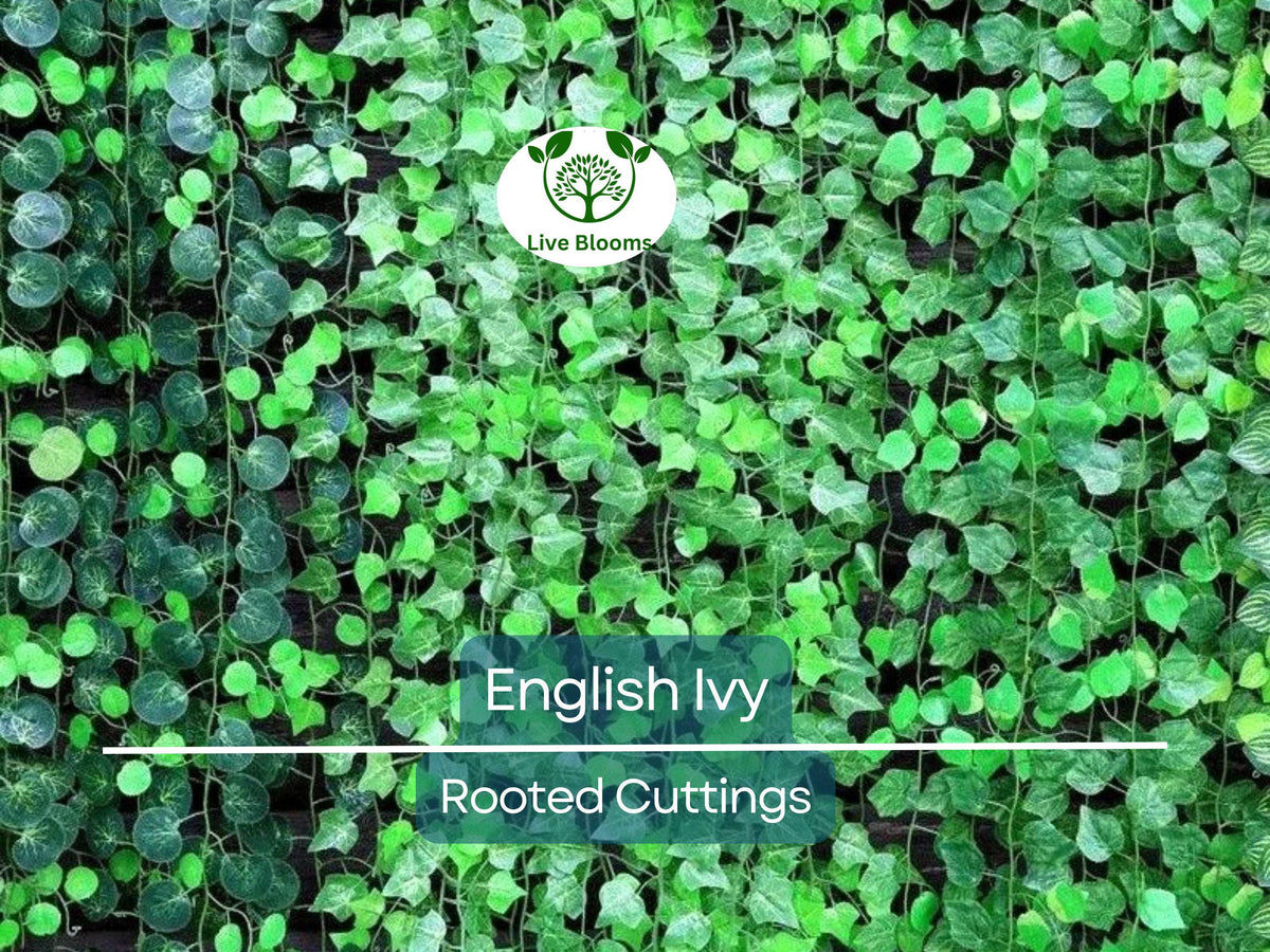 5 English Ivy Bare Root Live Plants 3" – Hedera helix for Ground Cover, Living Fence, Patio Greenery, Lawn & Garden Vines