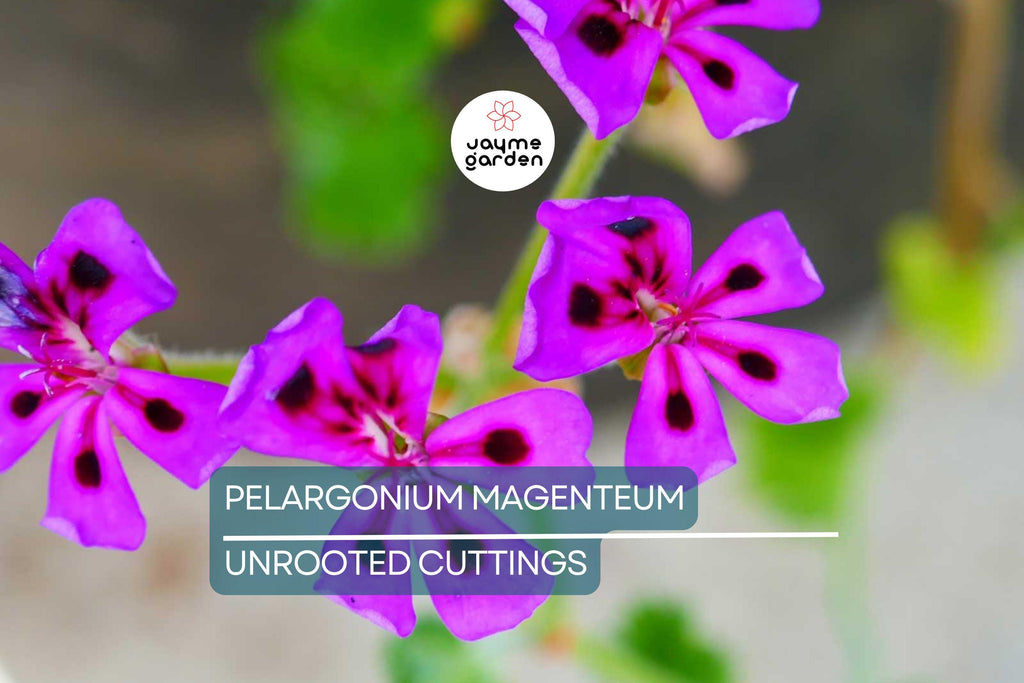 PELARGONIUM MAGENTUM Cuttings - Beautiful Garden Plant, Healthy & Colorful