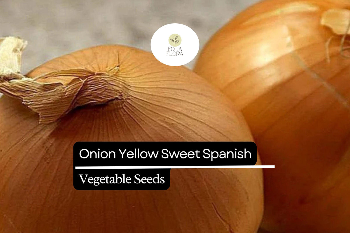 200 Yellow Spanish Sweet Onion Seeds – Allium cepa – Heirloom, Large & Mild, High-Yielding, Perfect for Cooking