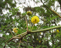 Acacia arabica Seeds – Vachellia nilotica (Babul) 5 Seeds
