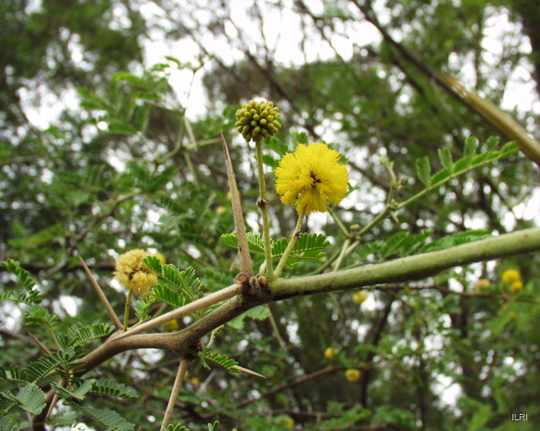 Acacia arabica Seeds – Vachellia nilotica (Babul) 5 Seeds