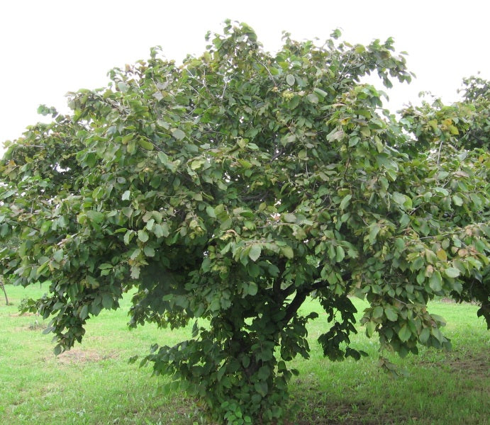 American Hazelnut Tree Seedling (Corylus americana) – 1 Year Old Native Nut Tree