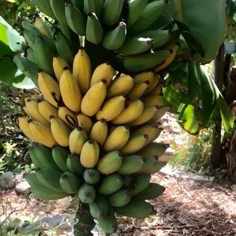 Goldfinger Dwarf Banana Plant (FHIA-01) - Live Starter Plant, 6-8 ft, Cold-Hardy, Disease-Resistant Banana