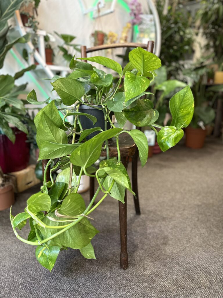 Golden Pothos Rooted Cutting - Epipremnum aureum | Easy-Care Indoor Plant