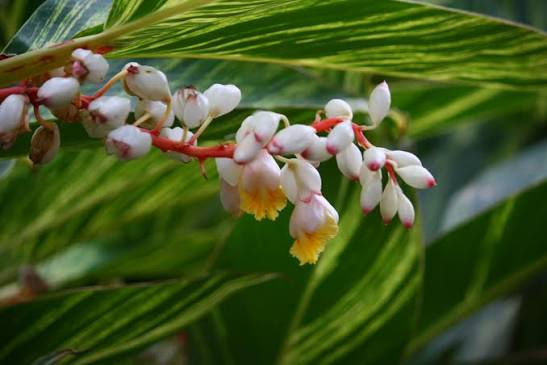 Shell Ginger Rhizome (Alpinia zerumbet) – Live Large Rhizome