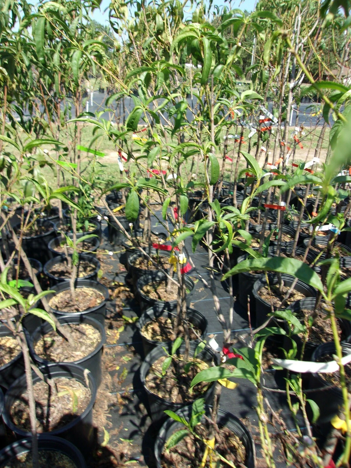 Jolly Red Giant Nectarine Tree 4-6 ft Live Fruit Tree