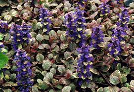 Ajuga Burgundy Glow Live Starter Plant | Ajuga reptans Burgundy Glow, 2.5 x 3.5 in Pot