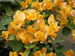 Gold Bougainvillea Starter Plant - Well-Rooted Bougainvillea Plug (1 Plant)