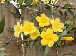 Six Yellow Carolina Jasmine Live Rooted Starter Vines - Gelsemium sempervirens