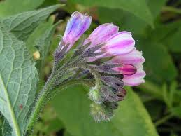 Comfrey Root Cuttings 4 Pack (3-4 in) | Bocking 4 Live Root Cuttings