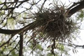 Texas Ball Moss Tillandsia recurvata - 6 Pack Live Air Plants (Unrooted)