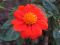 Mexican Sunflower Rooted Cuttings – Tithonia diversifolia, 4"+ Each