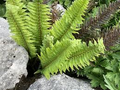 Jurassic Gold Fern - Dryopteris 'Jurassic Gold' (3 Rooted Starters in 1 Quart Pots) - Golden Foliage Shade Perennial