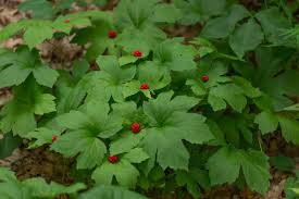 Goldenseal Bare Roots (Hydrastis canadensis) – 10 M–XL Live Roots for Transplant
