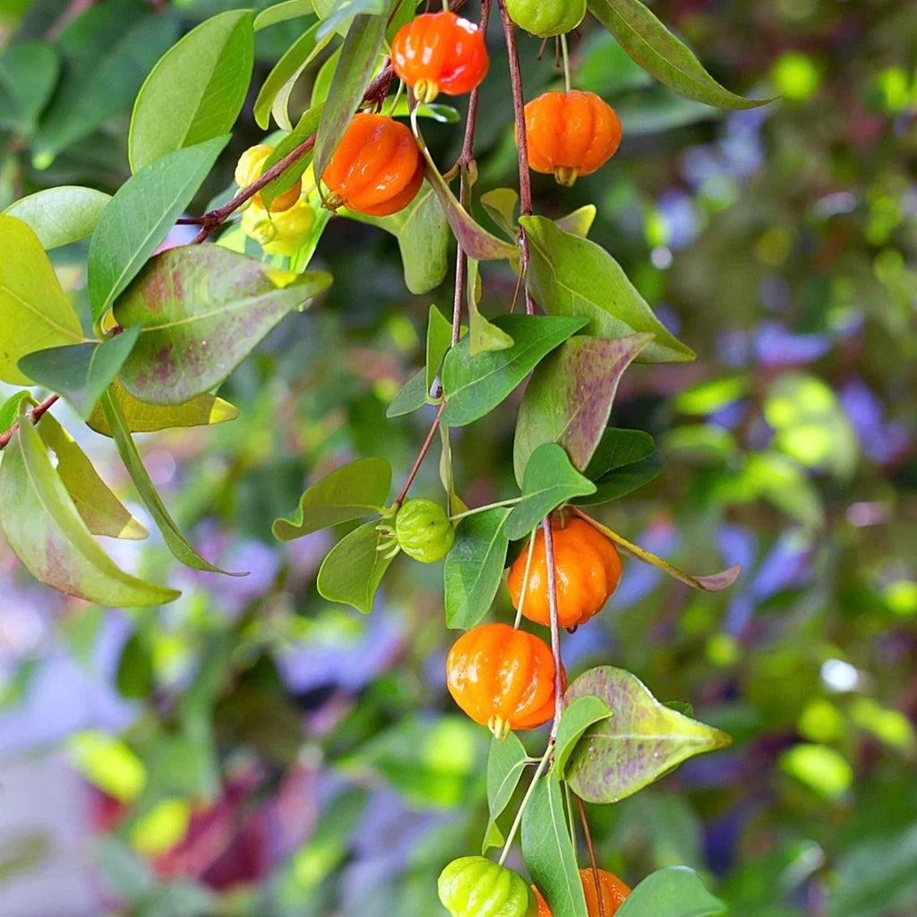 Surinam Cherry Plant (Eugenia uniflora) Bare-Root Starter — Pitanga, Brazilian Cherry