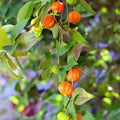 Surinam Cherry Plant (Eugenia uniflora) Bare-Root Starter — Pitanga, Brazilian Cherry