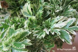 Variegated False Aralia Live Plant - 4-Inch Pot | Plerandra elegantissima