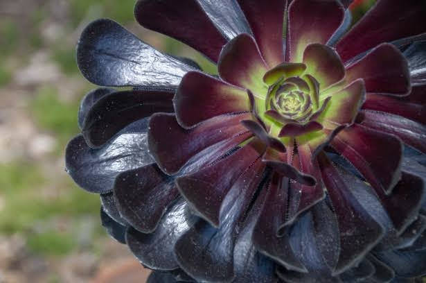 Black Rose Succulent Aeonium arboreum 'Zwartkop' Live Plant