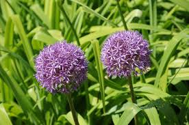 Millennium Ornamental Onion Live Plant (Allium 'Millenium') - 2.5-Inch Pot