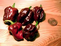Chocolate Dragon’s Breath Pepper Live Plants – 3 Starter Plants (75+ Days Old) Capsicum chinense