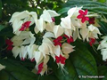 White Bleeding Heart Plant in Pot (Dicentra spectabilis 'Alba')