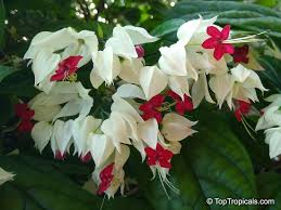 White Bleeding Heart Plant in Pot (Dicentra spectabilis 'Alba')