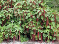 Giant Chenille Live Starter Plant – Acalypha hispida (Red Cat Tail)