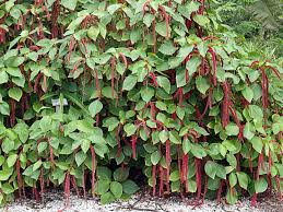 Giant Chenille Live Starter Plant – Acalypha hispida (Red Cat Tail)