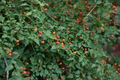 Chile Pequin Pepper Live Plant | 1 Gallon Fully Rooted Capsicum annuum var. glabriusculum