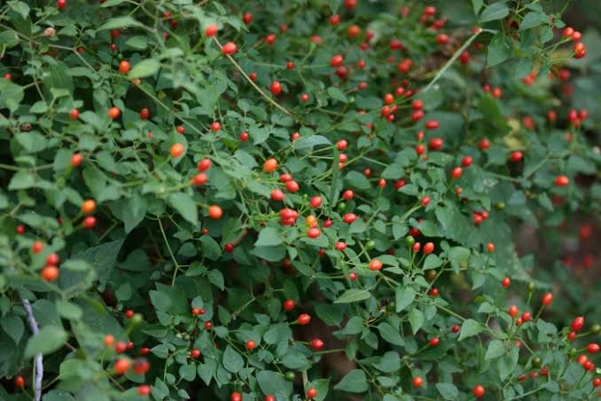 Chile Pequin Pepper Live Plant | 1 Gallon Fully Rooted Capsicum annuum var. glabriusculum