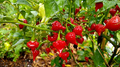 Biquinho Sweety Drop Red Pepper Live Plants – 3 Starter Plants (Capsicum chinense)
