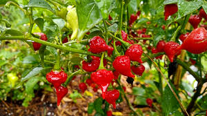 Biquinho Sweety Drop Red Pepper Live Plants – 3 Starter Plants (Capsicum chinense)