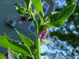 Russian Comfrey Root Crowns 2.5 lbs - Bocking 4 Live Root Crowns