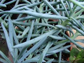 Blue Chalk Sticks Succulent Cutting (Curio serpens) – Unrooted 4-Inch