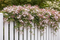 Pink Jasmine Starter Plant Jasminum polyanthum in 2" Pot – Live Starter Plant