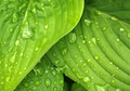 Hosta Coast to Coast - 3 Rooted Starter Plants in 1 Qt Pots, Golden Leaves