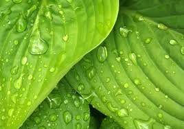 Hosta Coast to Coast - 3 Rooted Starter Plants in 1 Qt Pots, Golden Leaves