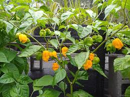 Biquinho Sweety Drop Yellow Pepper Plants — 3 Live Capsicum chinense Starter Plants