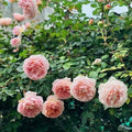Abraham Darby Rose Bush Bare Root Starter Plant | David Austin English Rose – Apricot-Pink, Fragrant, Repeat Blooming