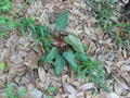 Philodendron 'Super Mini Red' Live Starter Plant | Pincushion Philodendron