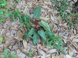 Philodendron 'Super Mini Red' Live Starter Plant | Pincushion Philodendron