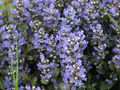Chocolate Chip Ajuga (Ajuga reptans 'Chocolate Chip') Live Starter Plants — 3 in 1 Qt Pots