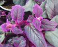 Purple Passion Plant (Gynura aurantiaca) - Live Starter Plant