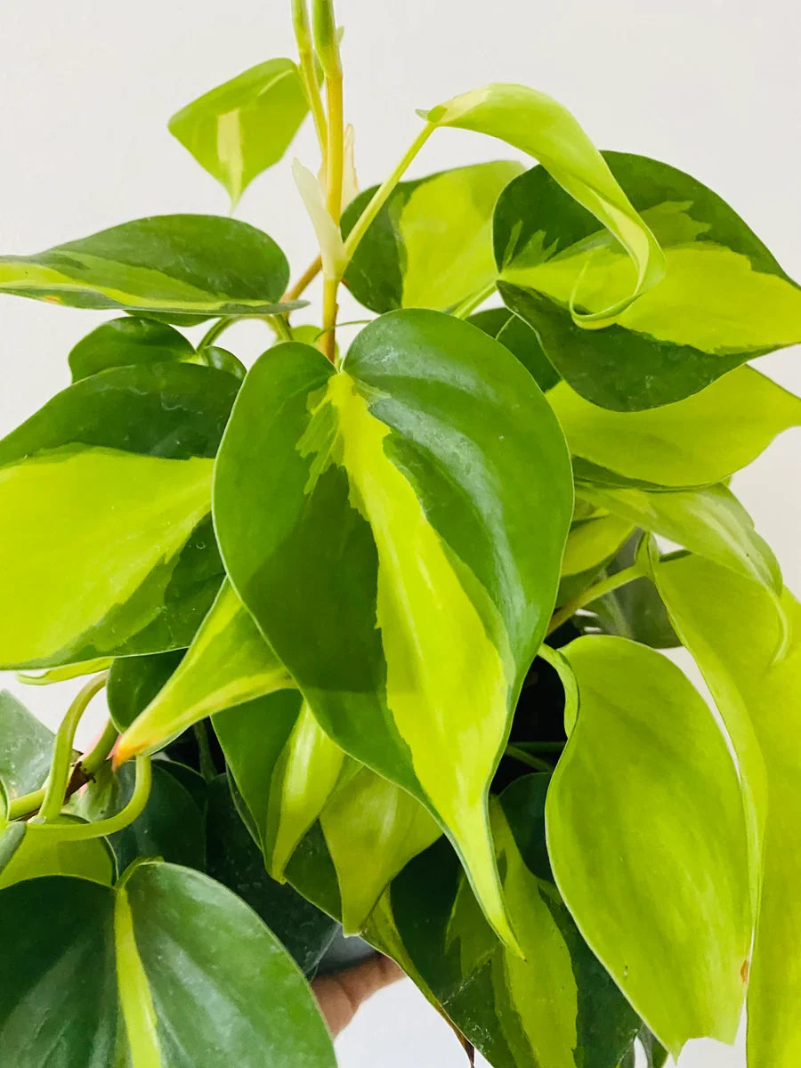 Philodendron Brasil Rooted Cutting | Variegated Heartleaf Philodendron, Easy-Care Houseplant