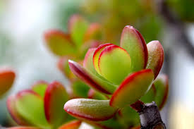 Jade Plant Live Cutting Crassula ovata – 2–3 Inch Propagation Cutting
