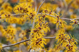 Ripe Corn Witch Hazel Hamamelis x intermedia 'Ripe Corn' – 12" Grafted Live Plant