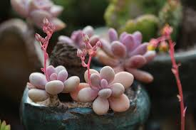 Moonstone Thick-Leaf Succulent Live Plant in 2-Inch Pot | Pachyphytum oviferum
