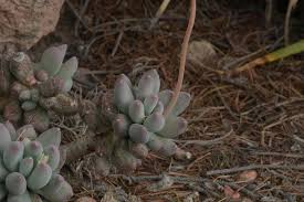 Moon Silver Pachyphytum Rooted Live Plant – 3-Inch