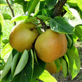 Shinseiki Asian Pear Tree - Bare Root, 2 ft tall, Self-Pollinating, Low Chill (Pyrus pyrifolia)