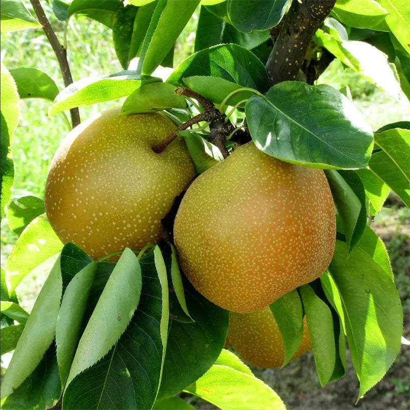 Shinseiki Asian Pear Tree - Bare Root, 2 ft tall, Self-Pollinating, Low Chill (Pyrus pyrifolia)